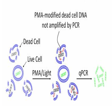 PMA LED光解仪的工作原理